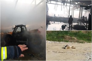 Grėsmingos Veterinarijos tarnybos žinios: skelbia, ką skubiai daryti radus gaišenų Alytaus apylinkėse