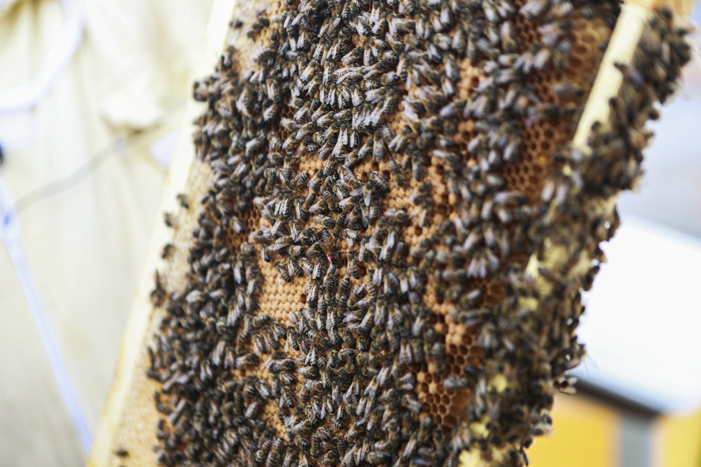 ES šalių atstovams privertus Europos Komisiją sušvelninti bičių apsaugos priemonių projektą, trečiadienį Europos Parlamentas (EP) jį atmetė.<br>G.Bitvinsko nuotr.