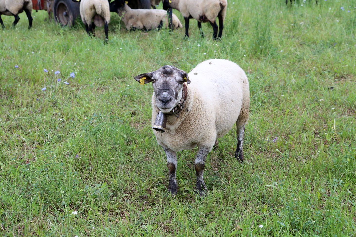 Vėlų pirmadienio vakarą Panevėžio rajone, Klebonų kaime netoli Vadoklių, ugniagesiams teko gelbėti dumblėtame tvenkinyje įklimpusią avį.<br>M.Patašiaus asociatyvi nuotr.