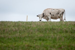 Atsakymų, ar Alytaus ūkininkų produkcija saugi, teks palaukti iki kitos savaitės pabaigos