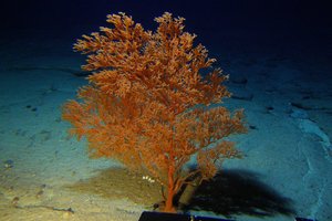 Nustatytas seniausias pasaulio jūrų organizmas