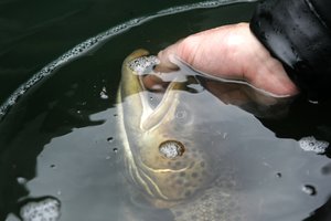 Draustinyje siautėję brakonieriai už sugautas lašišas susimokės trigubai