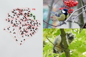 Kauniečiai paukščių fotografai atskleidė įdomių paslapčių apie miesto sparnuočius