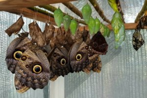 Rudenį – pasakiškas grožis Kaune: sparnus skleidžia egzotiški padarai