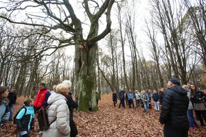 Ekskursijos po Kauno Ąžuolyną metu pristatytas tvarkymo darbų planas