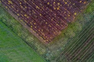 Ekspertų prognozė: neįprastai šiltas spalis gali pakenkti pasėliams