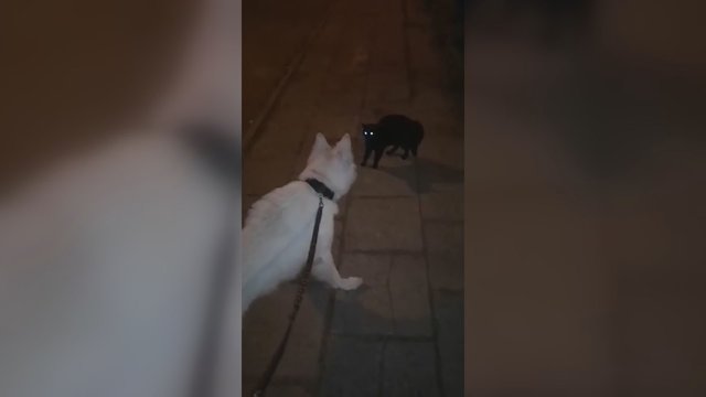 Vilnietis nufilmavo, į kokią juokingą situaciją pakliuvo jo šuo