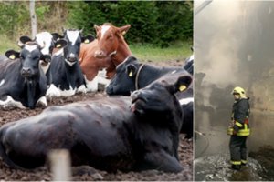 Po gaisro Alytuje – smūgis žemės ūkiui: gyvulius gali tekti naikinti, tikrins kiekvieną