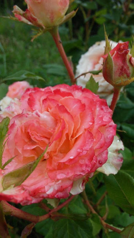 Rožės reiklios gėlės, jas auginti nelengva, o pagrindinė problema ta, kad rožės netaisyklingai sodinamos.<br>Ilonos Slušnienės nuotr.