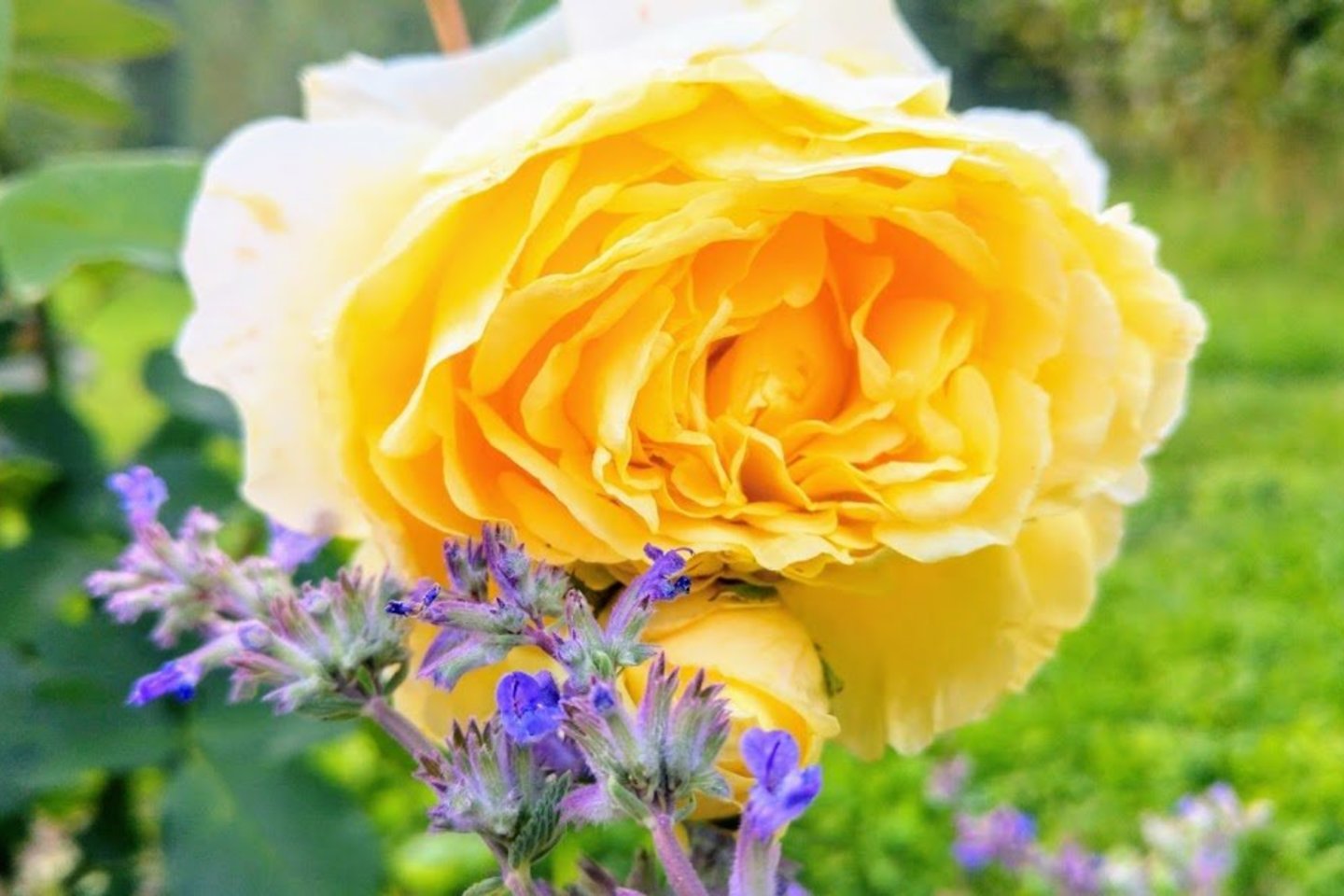 Rožės reiklios gėlės, jas auginti nelengva, o pagrindinė problema ta, kad rožės netaisyklingai sodinamos.<br>Ilonos Slušnienės nuotr.