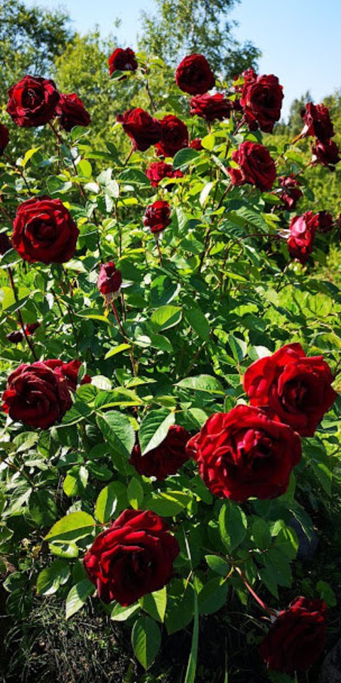 Rožės reiklios gėlės, jas auginti nelengva, o pagrindinė problema ta, kad rožės netaisyklingai sodinamos.<br> Ilonos Slušnienės nuotr.