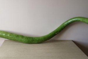 Kėdainietės darže – dar neregėto dydžio cukinija 