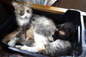 Papasakojo apie kasdienį žiaurumą su augintiniais: klaidą gali padaryti bet kas