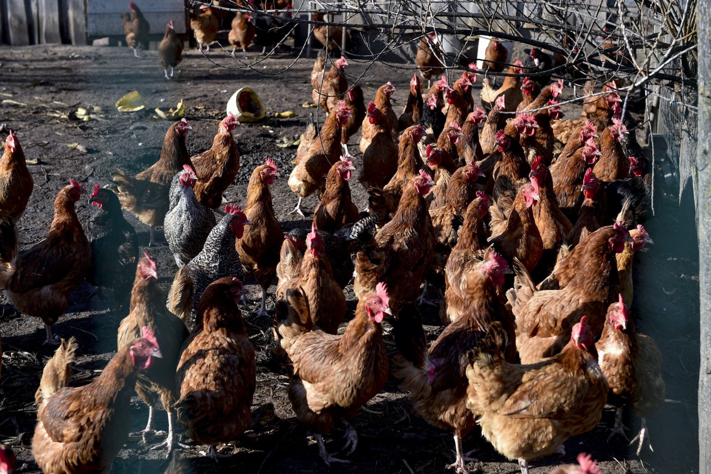 V.Ščiavinsko nuotr.