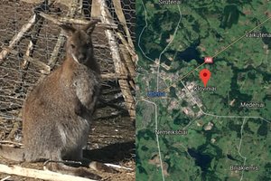 Utenos raj. dingo kengūra: savininkai siūlo atlygį