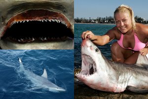 Aštriadančiai jūrų monstrai sėja paniką – aukoms nutraukia galūnes