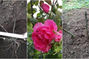 Šį darbą dar verta atlikti iki žiemos – kitą pavasarį džiaugsitės ypatingu grožiu