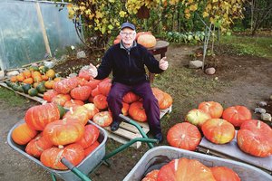 Moliūgų karaliaus pilvočius graibstantys kauniečiai pinigų negaili – būna net ypatingų pirkėjų