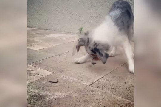 Nuotaikinga kova – šuns žaidimų partneriu tapo sliekas