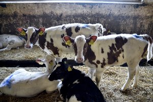  VMVT: parduotuvių lentynose turi likti tik saugūs pieno produktai