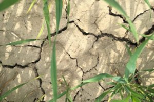 Derlingo dirvožemio liko 60-čiai metų? Ekspertės patarimai, ko imtis