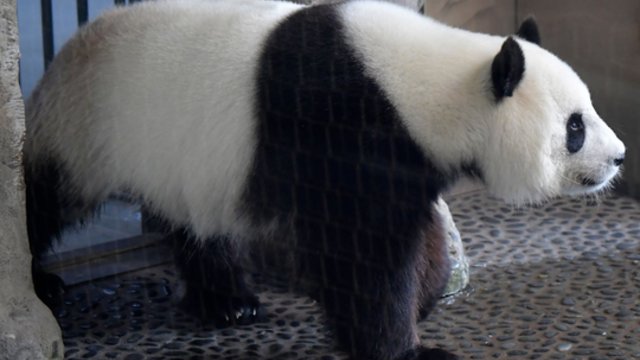 Istorinius dvynukus pagimdžiusi panda pirmą kartą susitiko su jaunikliais