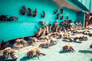 Įrodė bitės: norint suprasti matematiką, didelių smegenų nereikia