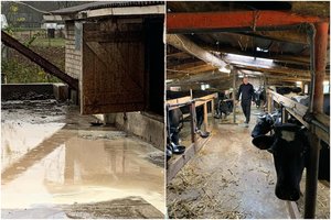 Po gaisro Alytaus r. ūkininkai skęsta pieno upėse: net neužterštą liepia pilti lauk