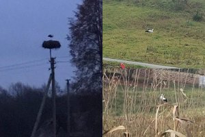 Alytaus apylinkių gyventojus sujaudino lizde likęs vienišas paukštis