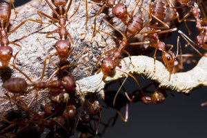 Gyvenimas sovietų branduoliniame bunkeryje skruzdėles privertė tapti kanibalėmis