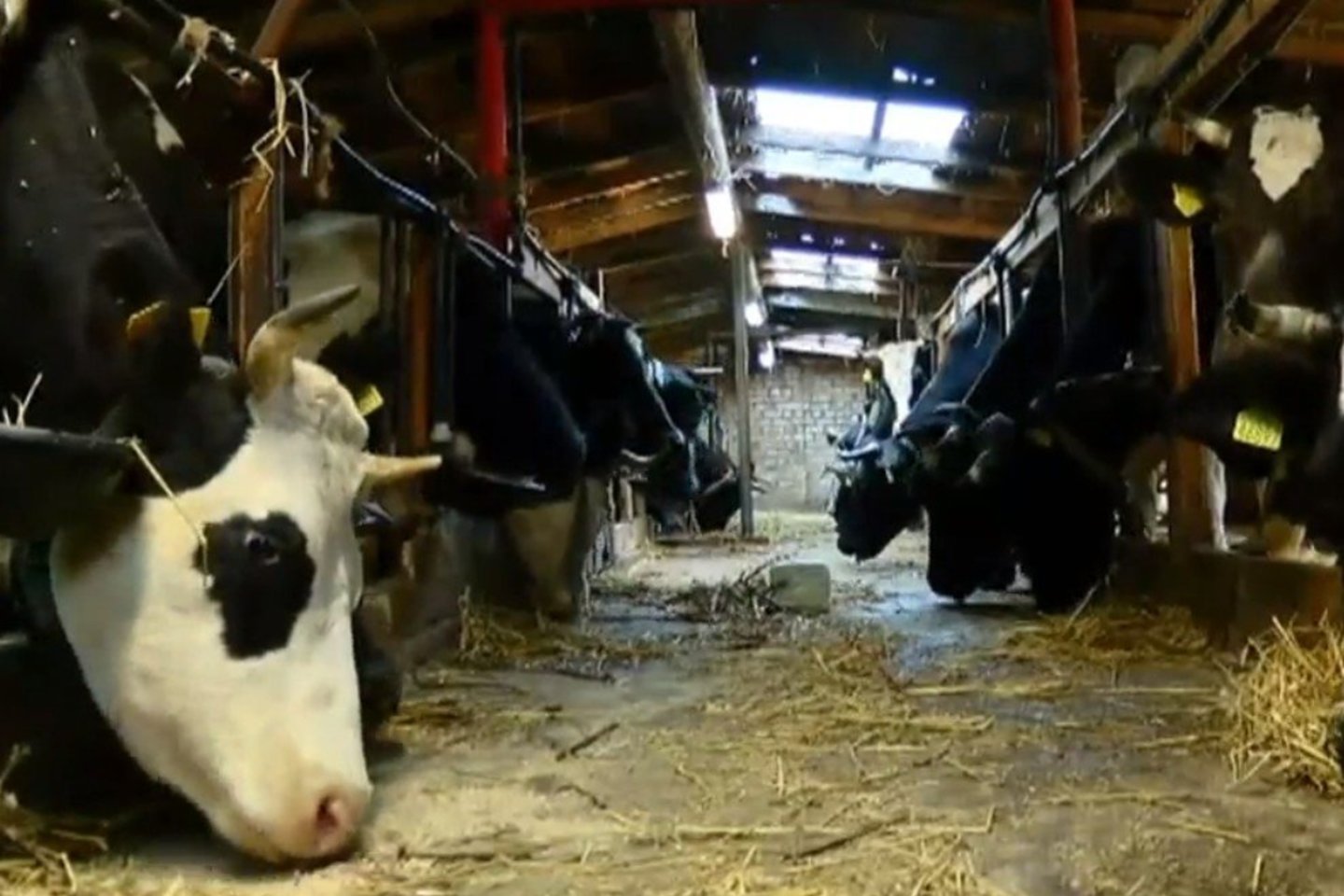 Alytaus rajono ūkininkai priversti pieną pilti į mė<br>Laidos „Reporteris“ stop kadras.