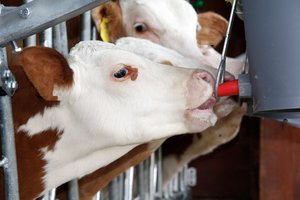 Stambūs Lietuvos ūkiai už pieną gauna europinę kainą