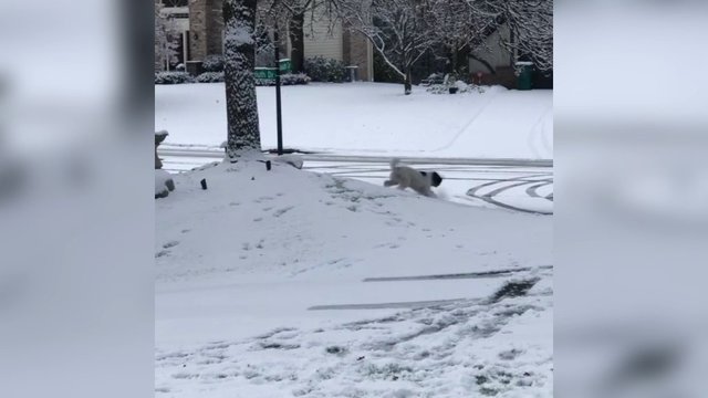 Šėlionės sniege – internautus sužavėjo dūkstantis šuo