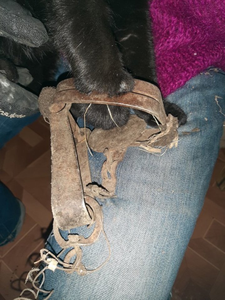 Stebuklas, kad katė sugebėjo išklibinti spąstus, suspaudusius jos leteną.<br>Nuotr. iš asmeninio albumo