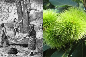 Per šimtmečius pamėgtam užkandžiui gresia išnykimas: augalui prireiks genų inžinerijos