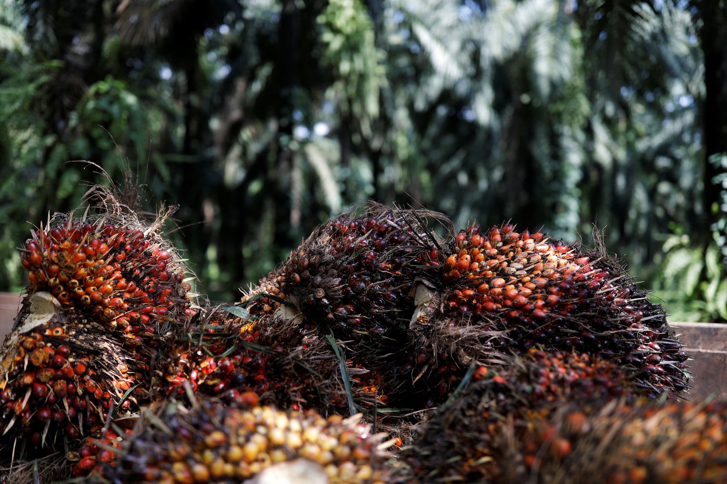 Tarptautinės palmių aliejaus kainos kyla jau tris mėnesius iš eilės ir tai skatina didelė importo paklausa pasaulio rinkose.<br>„AFP/Scanpix“ nuotr.