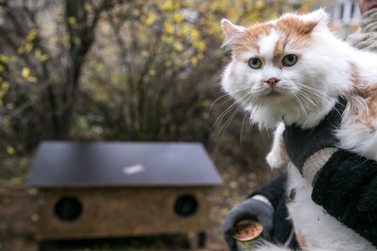 Vilniaus beglobės katės artėjant žiemai gavo dovanų