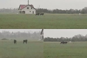 Reginys pievoje prie Šalčininkų nustebino gyventojus: to čia dar nebuvome matę