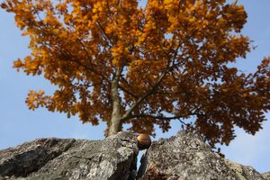 Ąžuolo žievė – lietuviškas gamtos turtas, kurį neretai pamirštame
