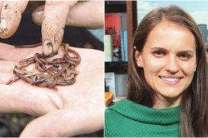 Vilniečiai savo virtuvėje augina sliekus –  priežiūra minimali, nauda milžiniška