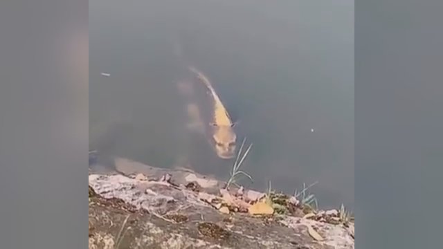 Turisto užfiksuotas įrašas trikdo – žuvis panaši į žmogų