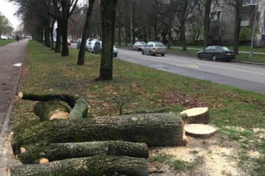 Vilniuje „Žirmūnų trikampyje“ neliks kelių šimtų medžių: gyventojams tai netinka