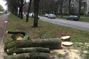 Vilniuje „Žirmūnų trikampyje“ neliks kelių šimtų medžių: gyventojams tai netinka