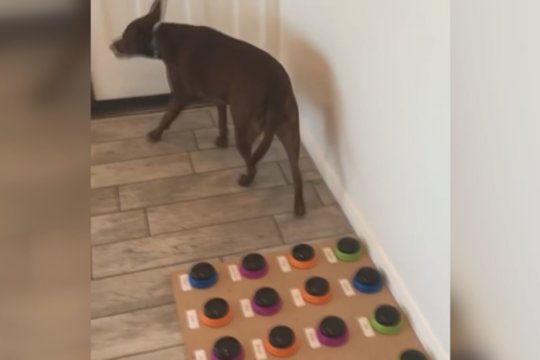 Internete plinta stulbinantis šuns talentas – geba kalbėti su šeimininke