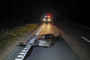 Ką daryti kelyje nutrenkus gyvūną – kreiptis į policiją ar į draudimo bendrovę?