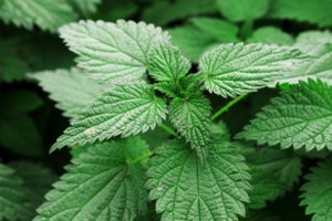 Piktžolių nauda: vitamino C kiekiu dilgėlės beveik 5 kartus lenkia citrinas