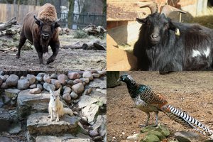 Zoologijos sode Kaune – sezoninės permainos: gyvūnai ėmė keisti savo išvaizdą