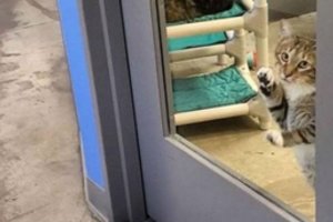 Nuolat iš prieglaudos pabėgantis katinas tapo sensacija: jo likimą tai pakeitė negrįžtamai