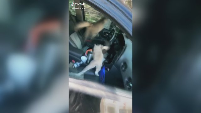 Išvydusi, kas vyksta mamos automobilyje, mergina negalėjo patikėti – puolė filmuoti