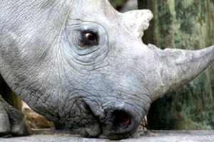 Nugaišo seniausias pasaulio raganosis 